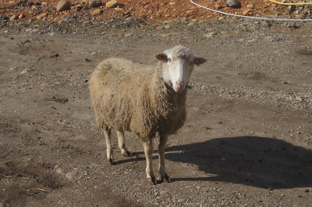 فيلا La Petite Ferme Des Vitoz Assieu المظهر الخارجي الصورة
