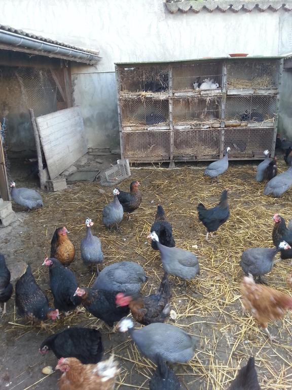 فيلا La Petite Ferme Des Vitoz Assieu المظهر الخارجي الصورة
