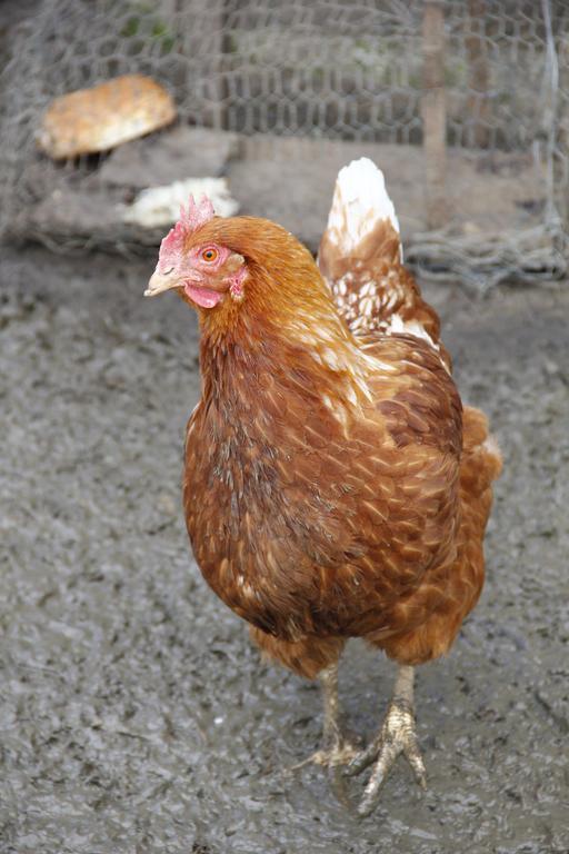 فيلا La Petite Ferme Des Vitoz Assieu المظهر الخارجي الصورة